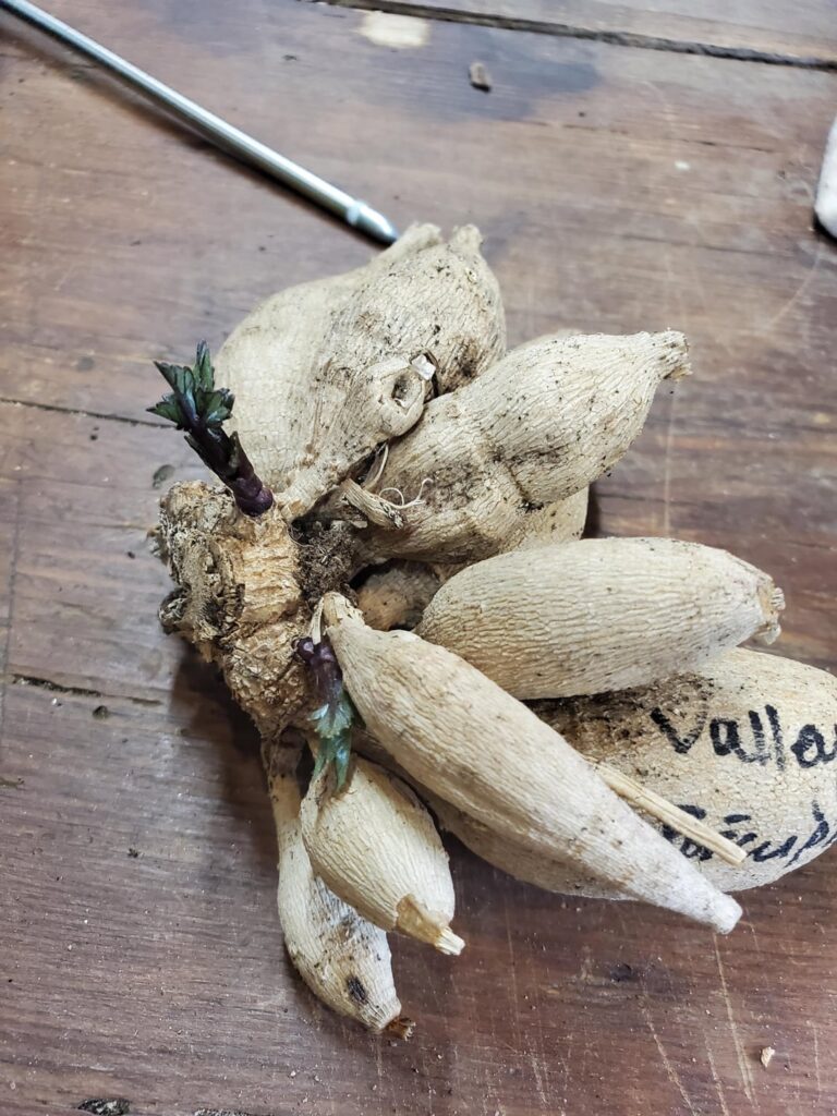 Should I cut off the non-eyed parts of this clump? Should I cut off the non-eyed parts of this clump?