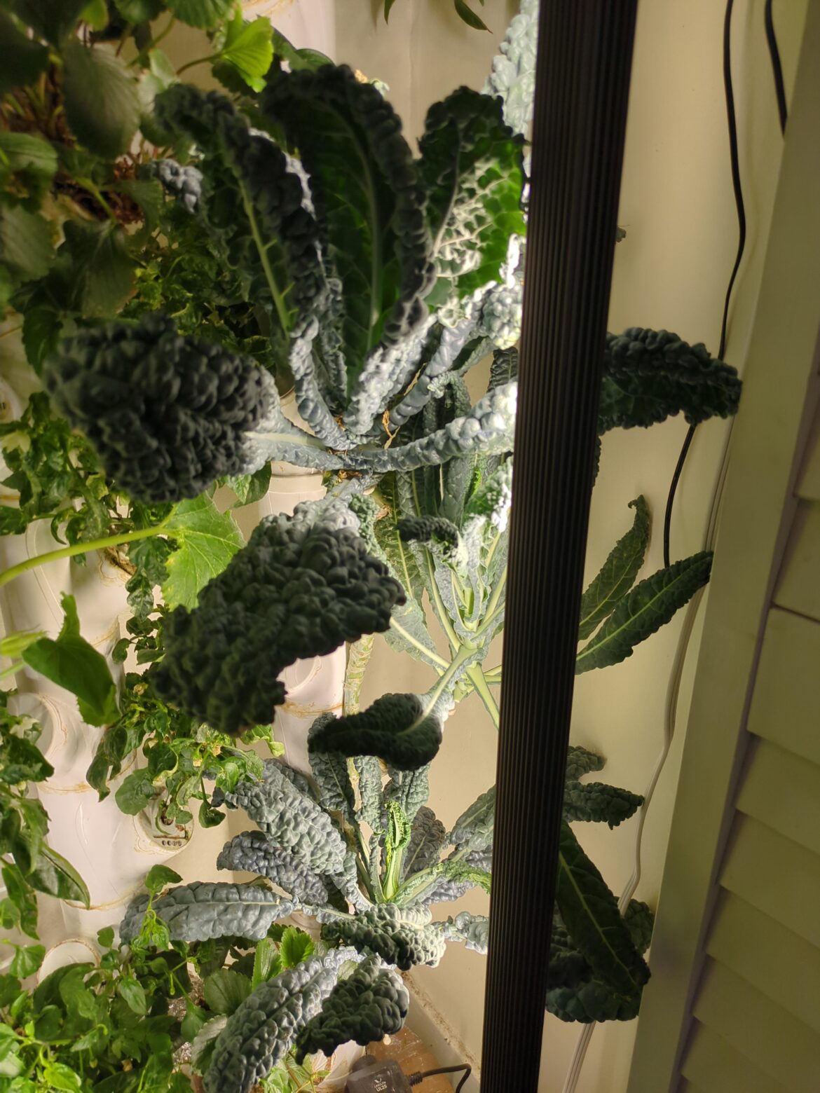 Show me your kale!