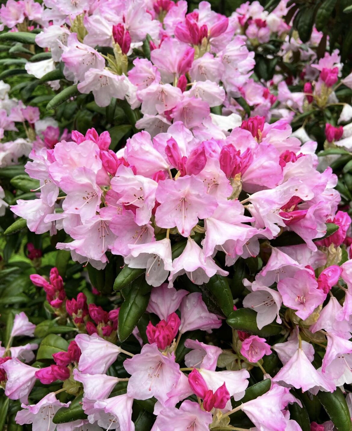 My rhododendron is showing off