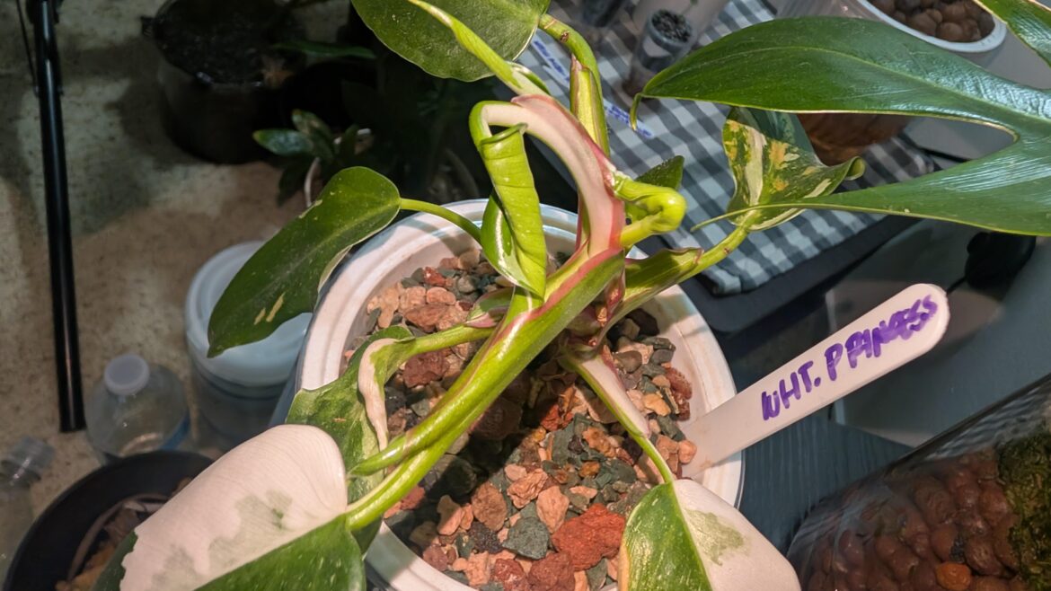 Double leaf