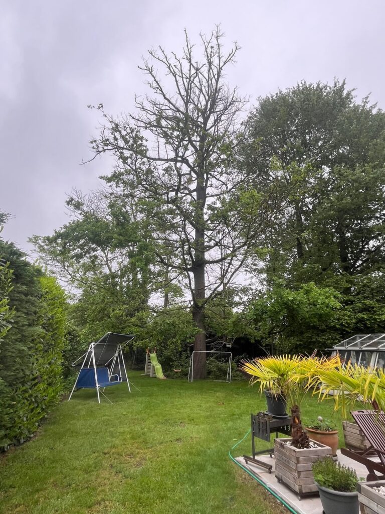 Are these trees on their way out?