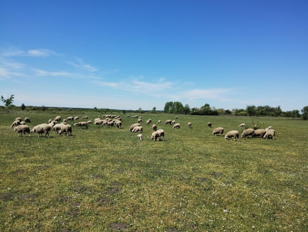 Sheeps grazing
