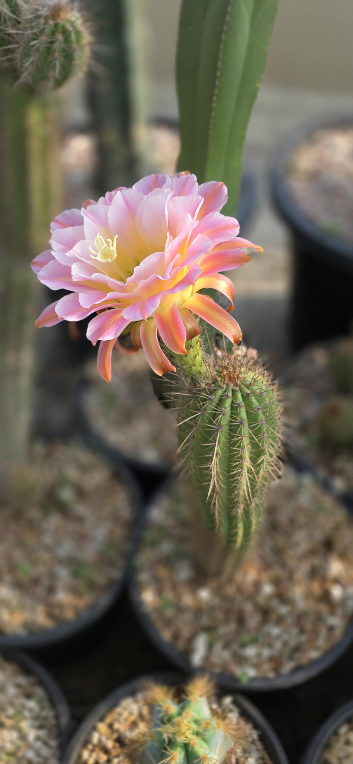 Trichocereus hybrid "First light"