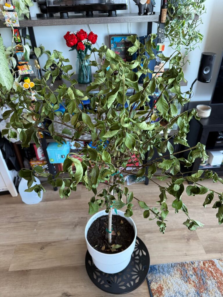 Help!! What is wrong with my gardenia tree? Help!! What is wrong with my gardenia tree?
