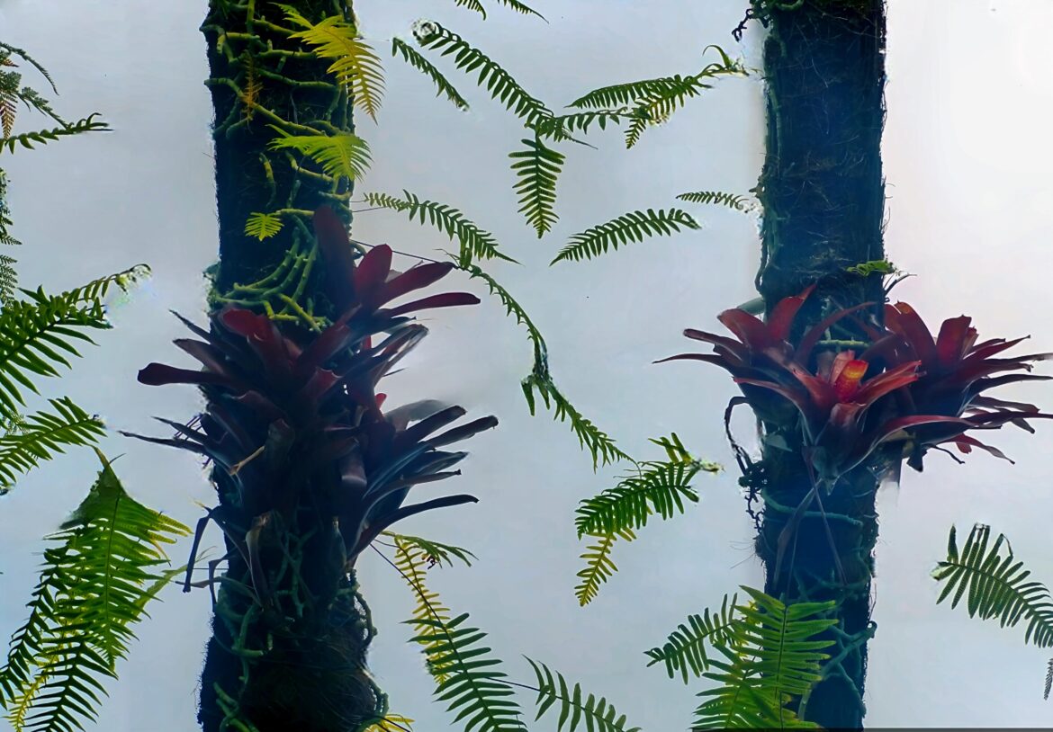 Bromelias (Bromeliaceae)[OC].