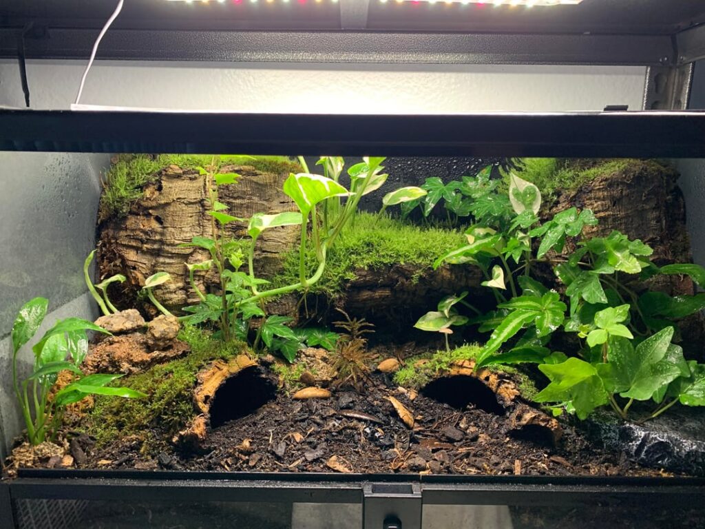 Asian Forrest Scorpion enclosure - 5 months and fully balanced