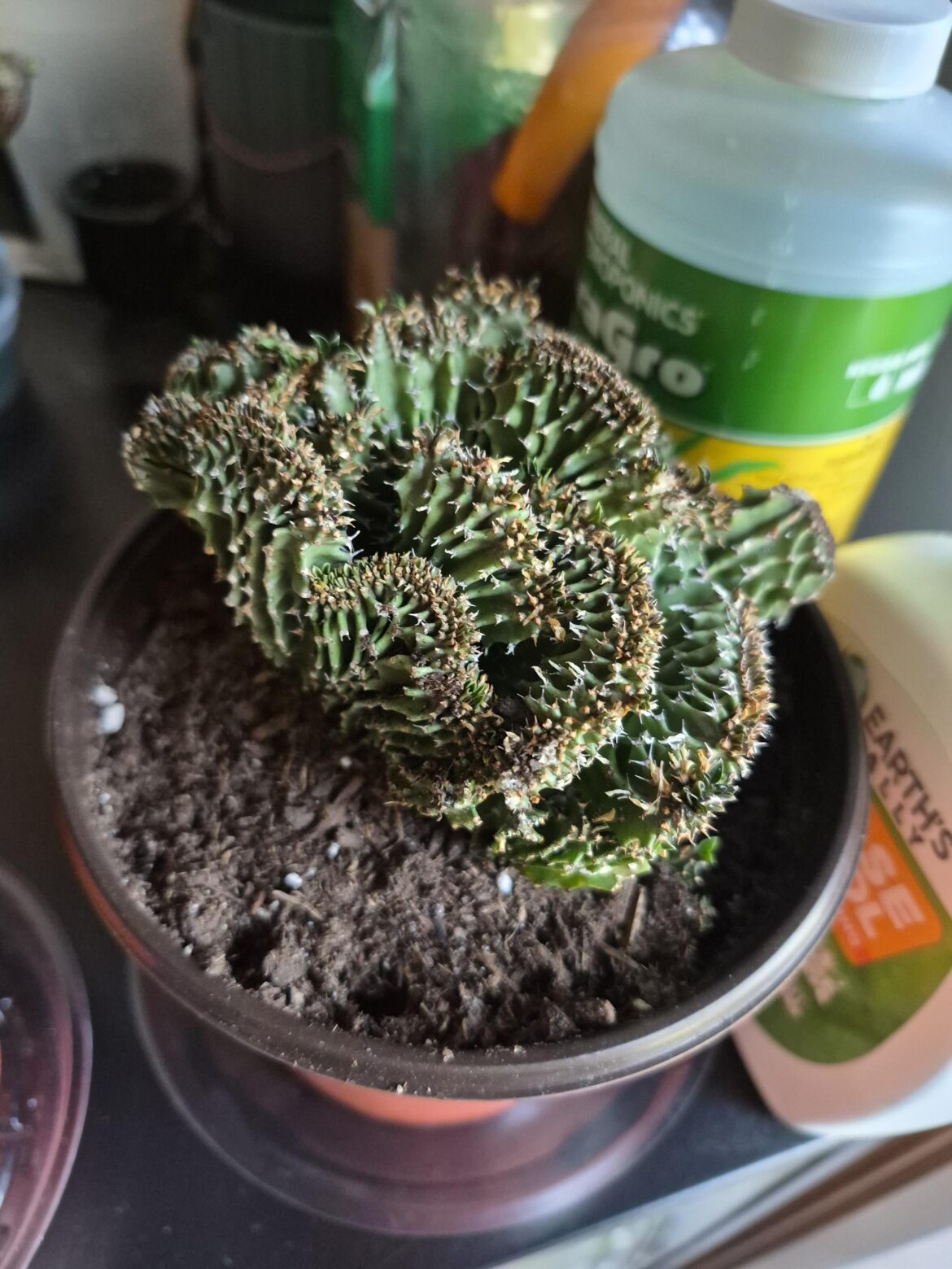 Does it look healthy