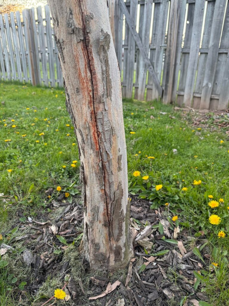Crack in London Plane