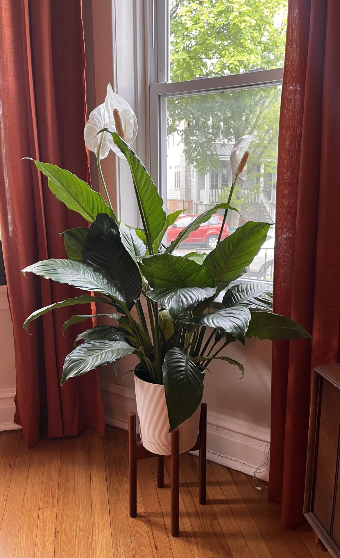 Home Depot Peace Lily