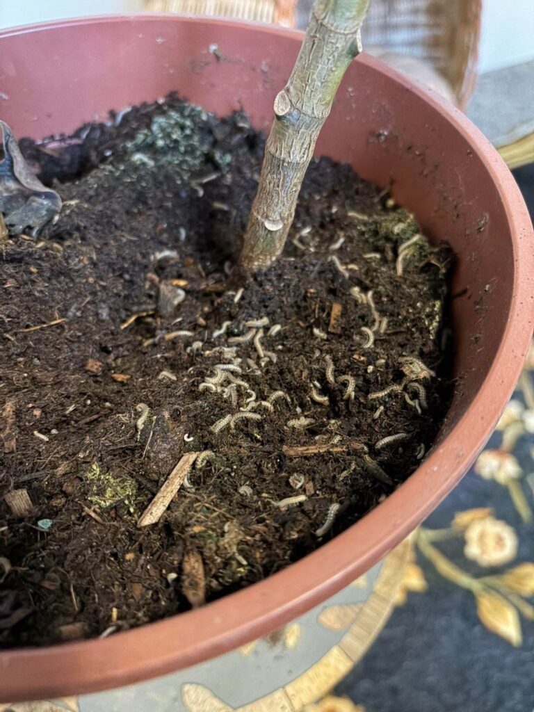 HELP WHAT ARE THESE AND HOW DO I GET RID OF THEM, THEY ARE ON MY RUBBER TREE PLANT