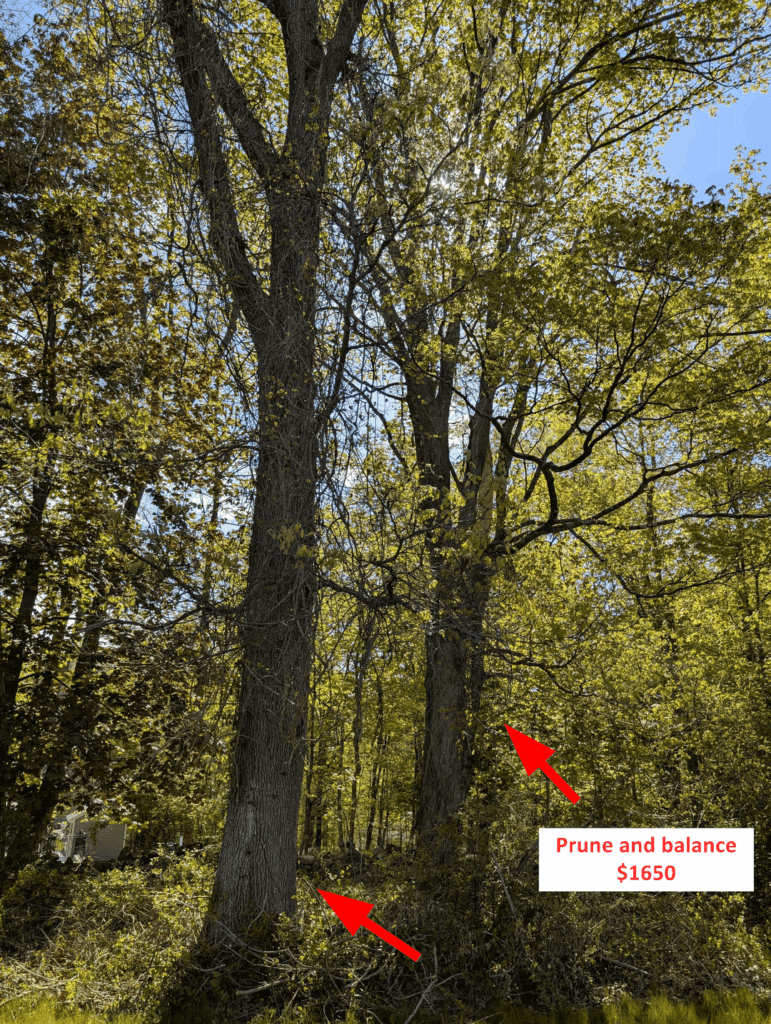 Was just quoted for a tree removal + pruning Was just quoted for a tree removal + pruning