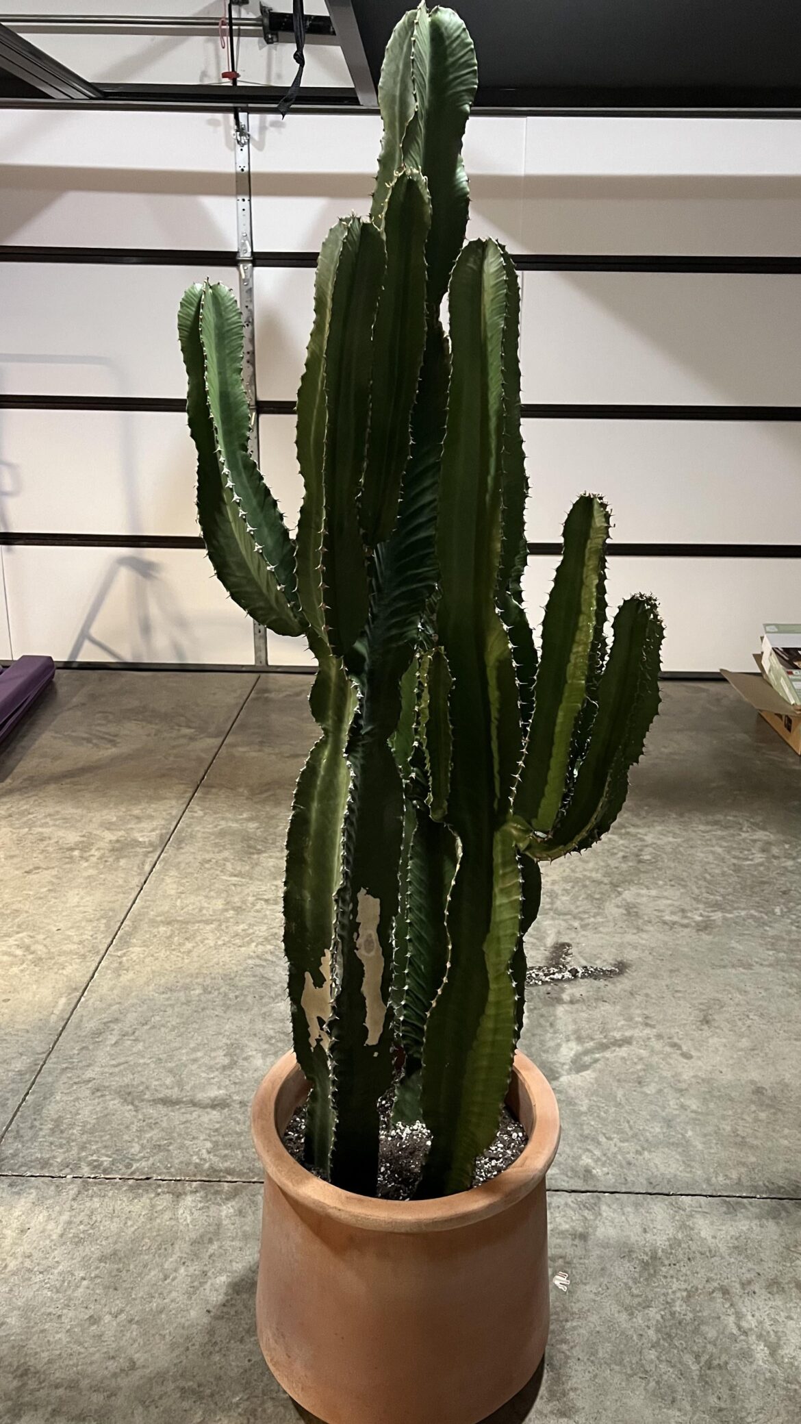 Euphorbia Eritrea