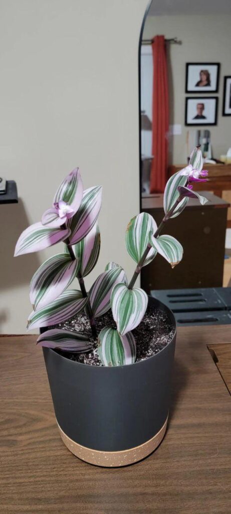 Can some identify this plant I was gifted?