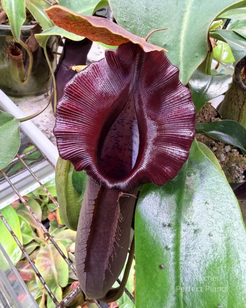 Nepenthes naga x truncata