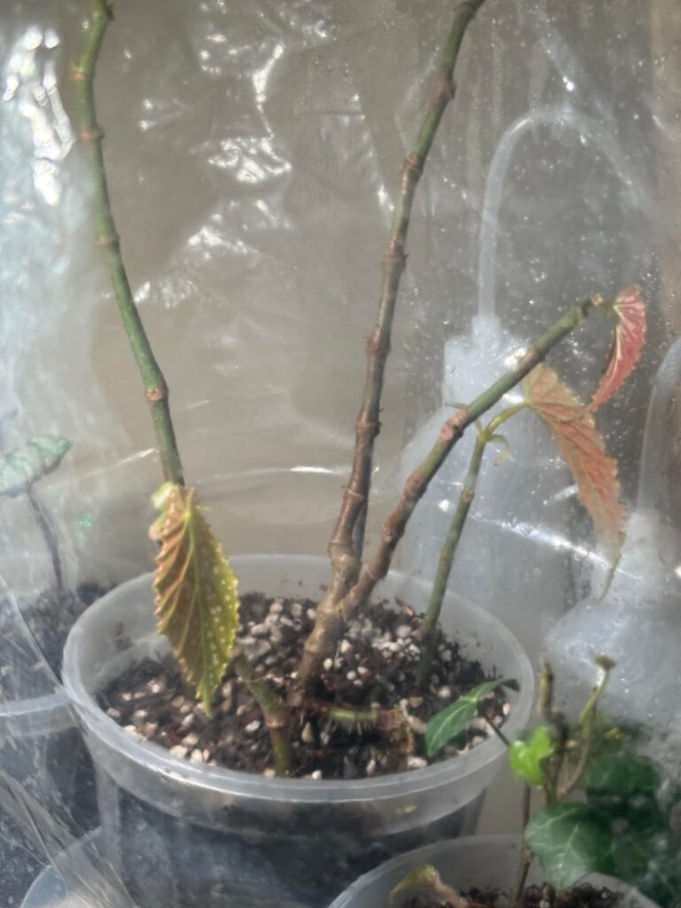 Do I do something to these roots?