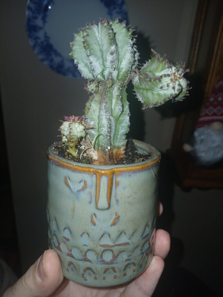 Got this guy today was told it was a Euphorbia on r/cactus (which I though it might be and wasn't sure, lol) and I need an ID and some care information, also his name is Hank and he says Hi