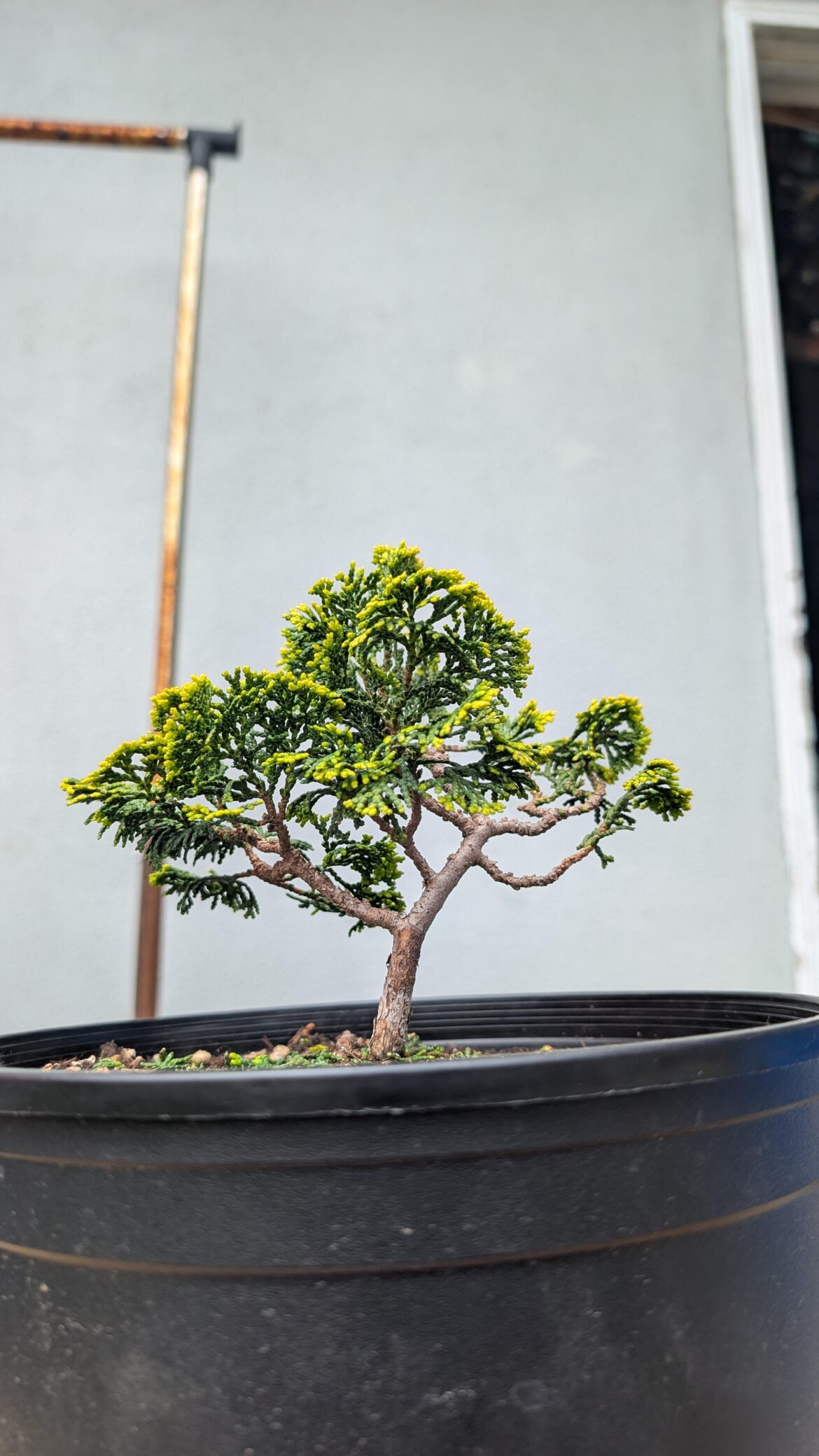 Hinoki Year 2