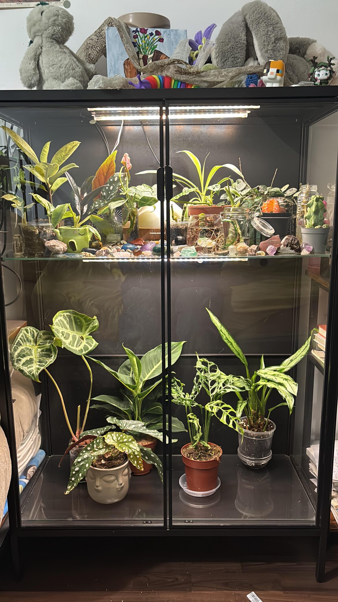 Showing off my plant collection 🌝