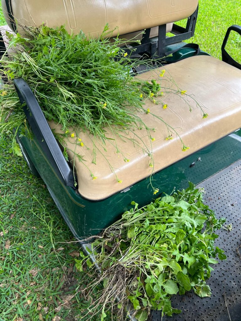 Arugula Give Away