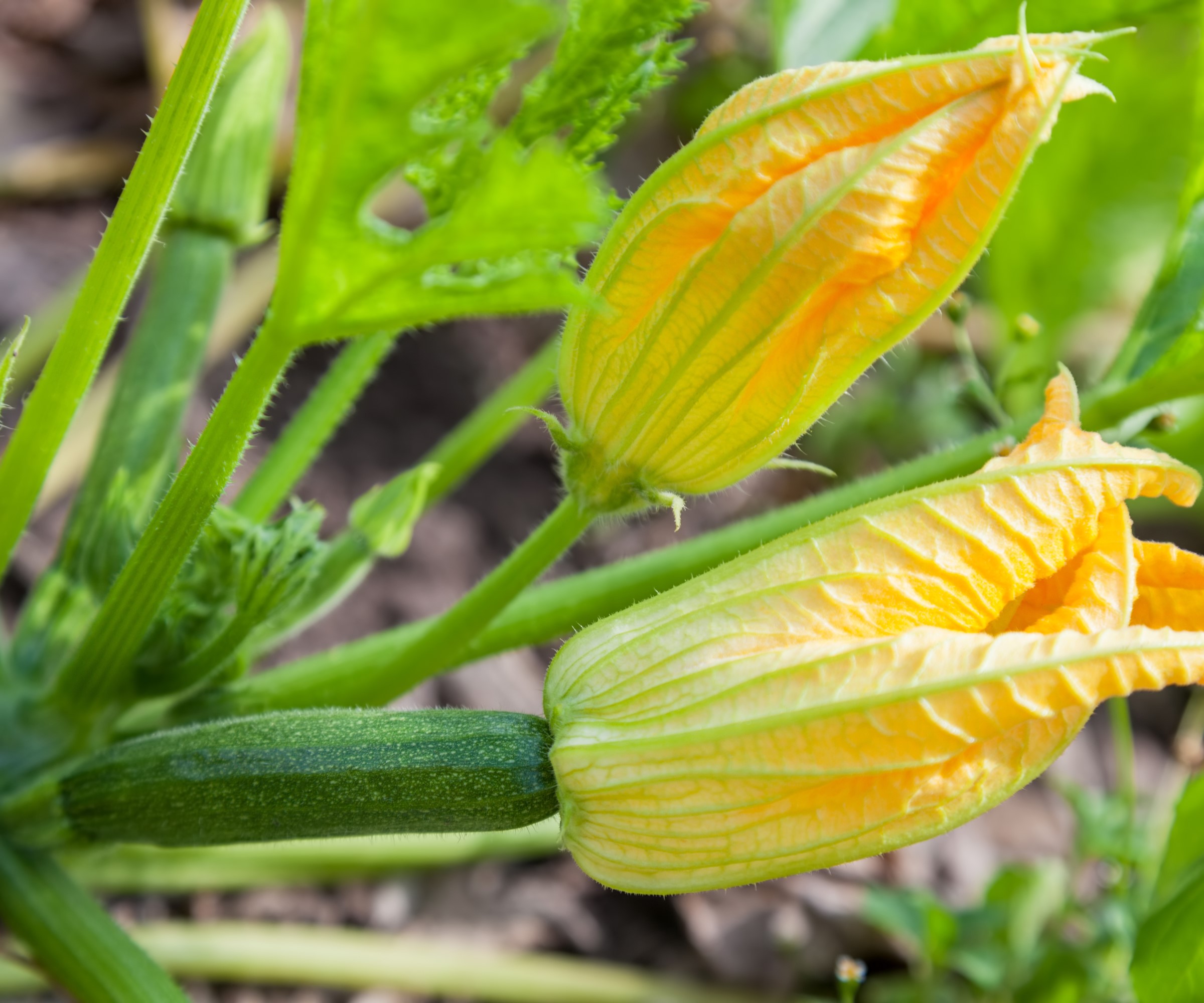 Male and female zucchini flowers