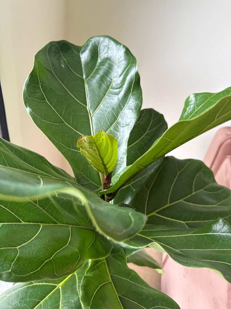 New leaf has spots