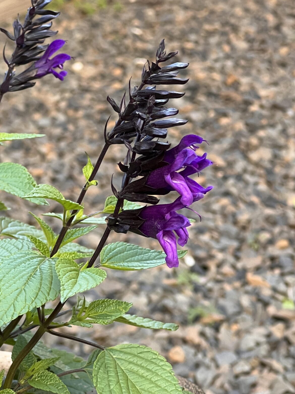 I purchased this for my goth garden