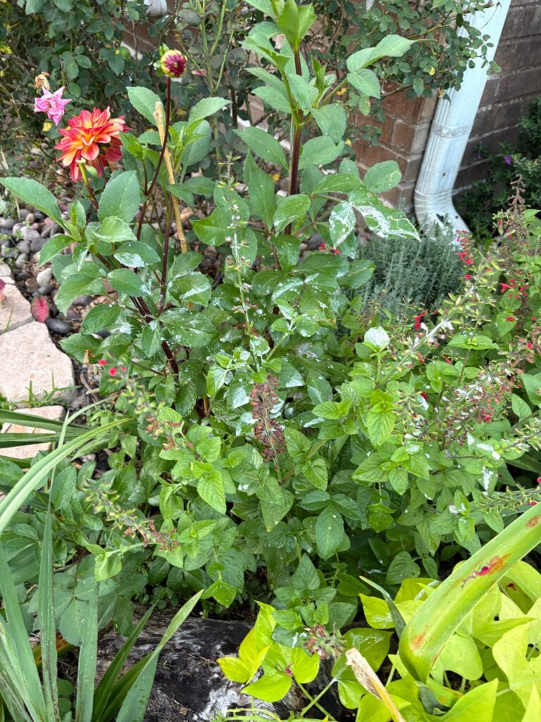 Wtf was dumped on my dahlias