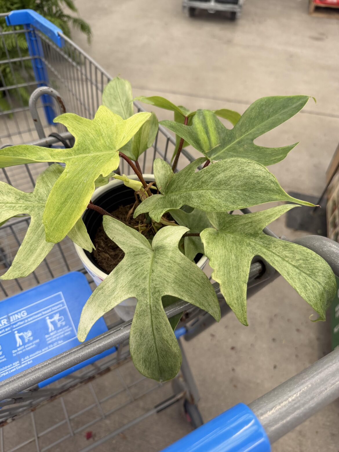 Is this Florida ghost variegated