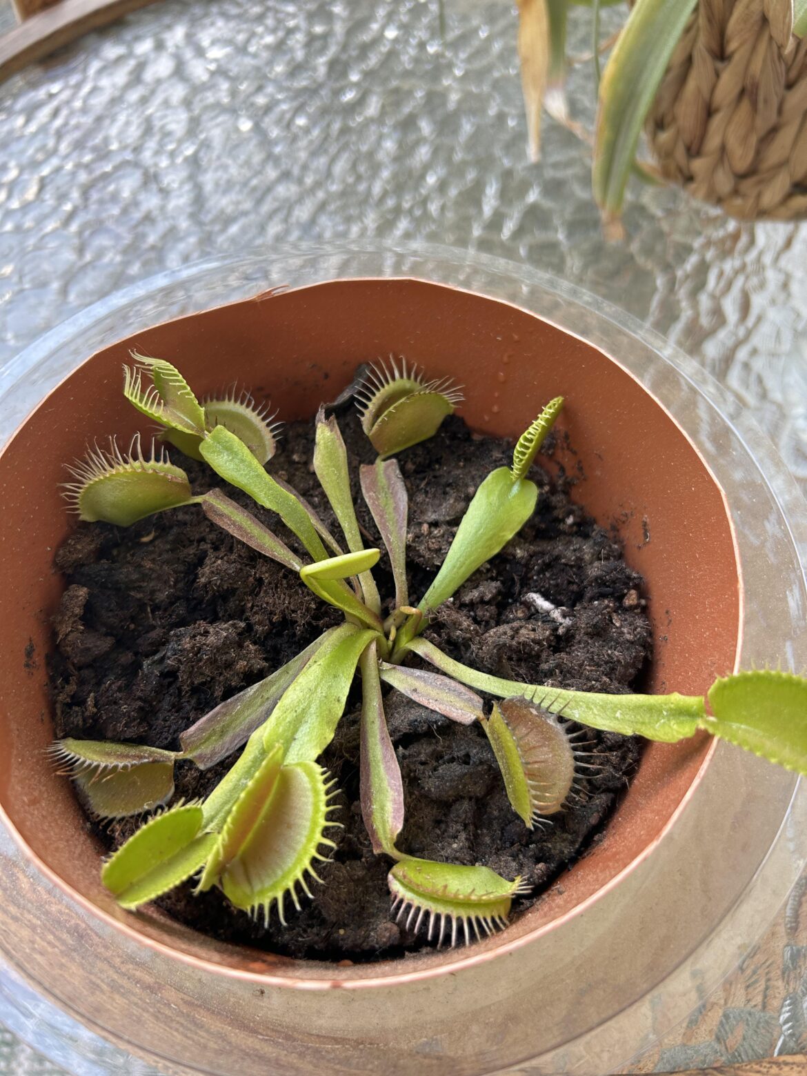 Ripped a couple roots while repotting my Venus flytrap. What do I do?