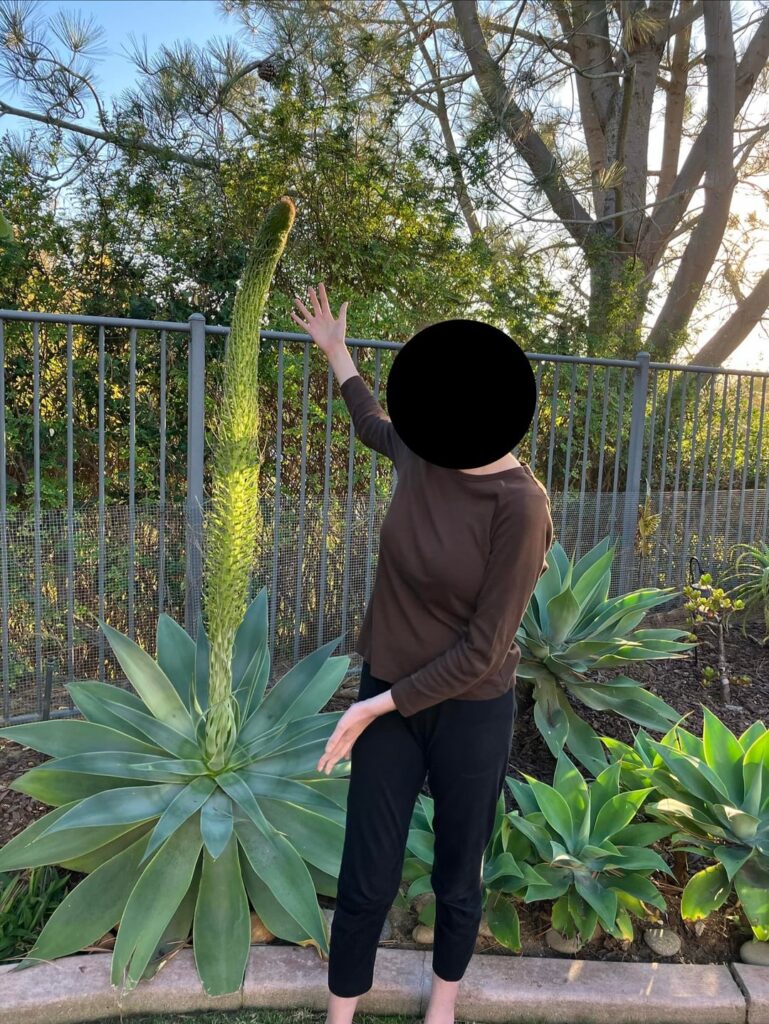 Just found some old photos from when the agave in my backyard bloomed