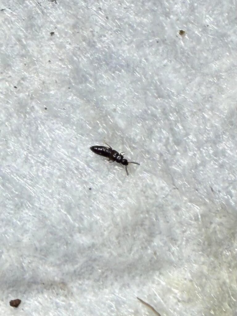 SOS! Thrip or Rove Beetle?