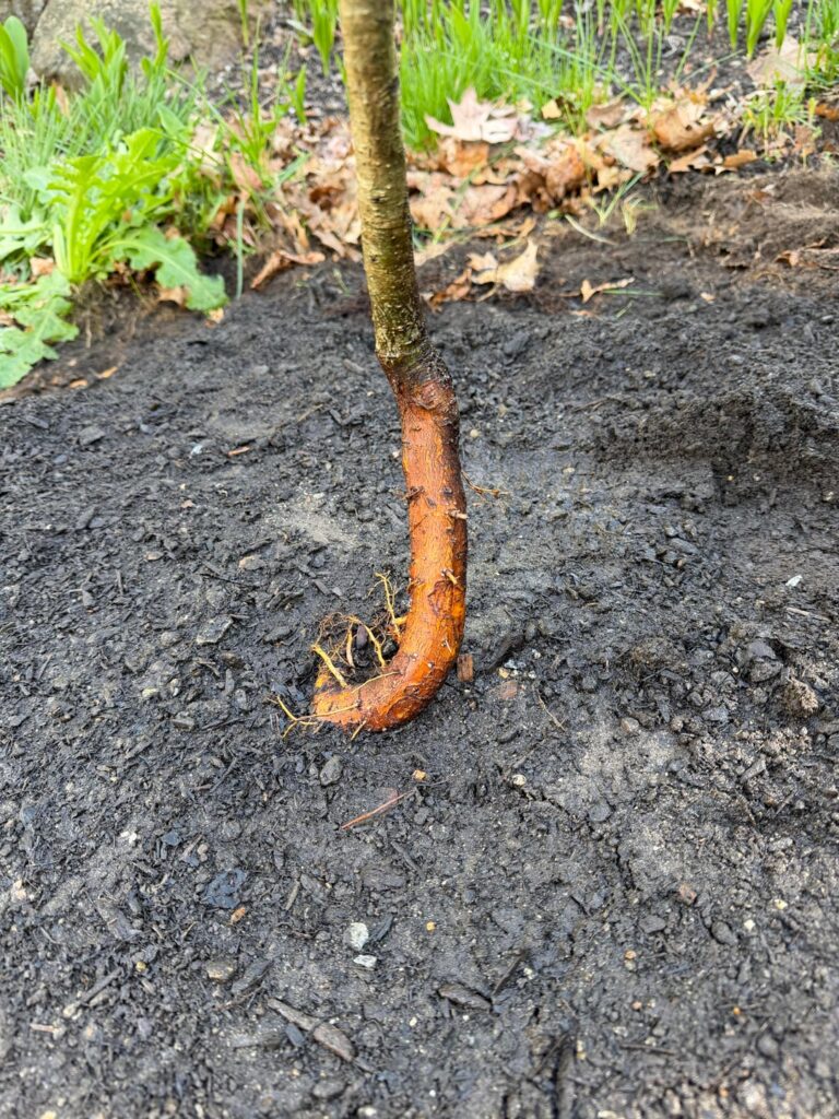 Swamp White Oak - Planted too High?