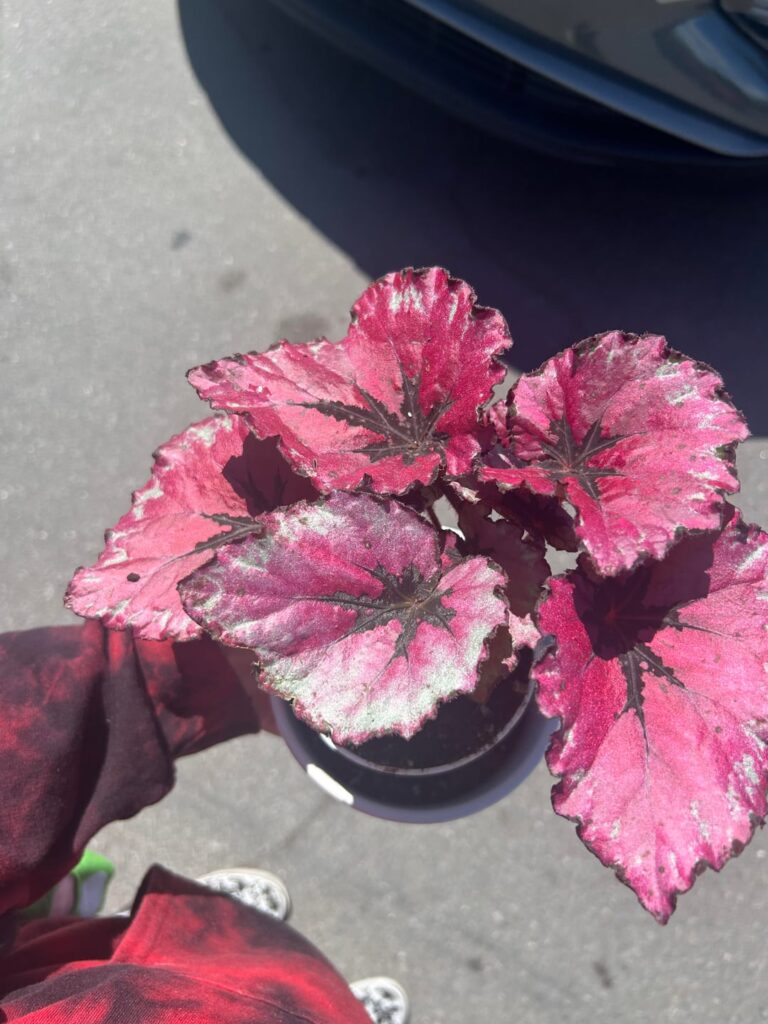 I got my first houseplant!