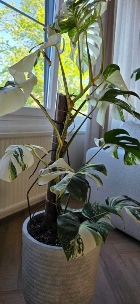 Monstera Variegata