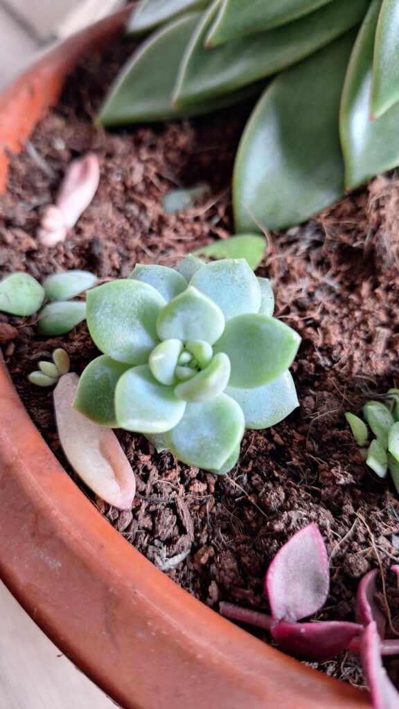 Cuttings & baby succulent ID?