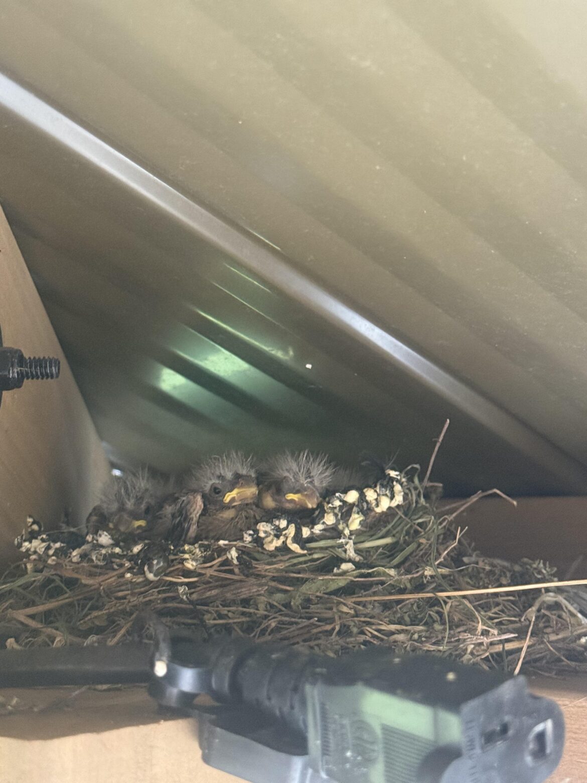 How do you guys handle finding a birds nest with baby birds in it in your yard? Also bird poop removal tips for paver patios? How do you guys handle finding a birds nest with baby birds in it in your yard? Also bird poop removal tips for paver patios?