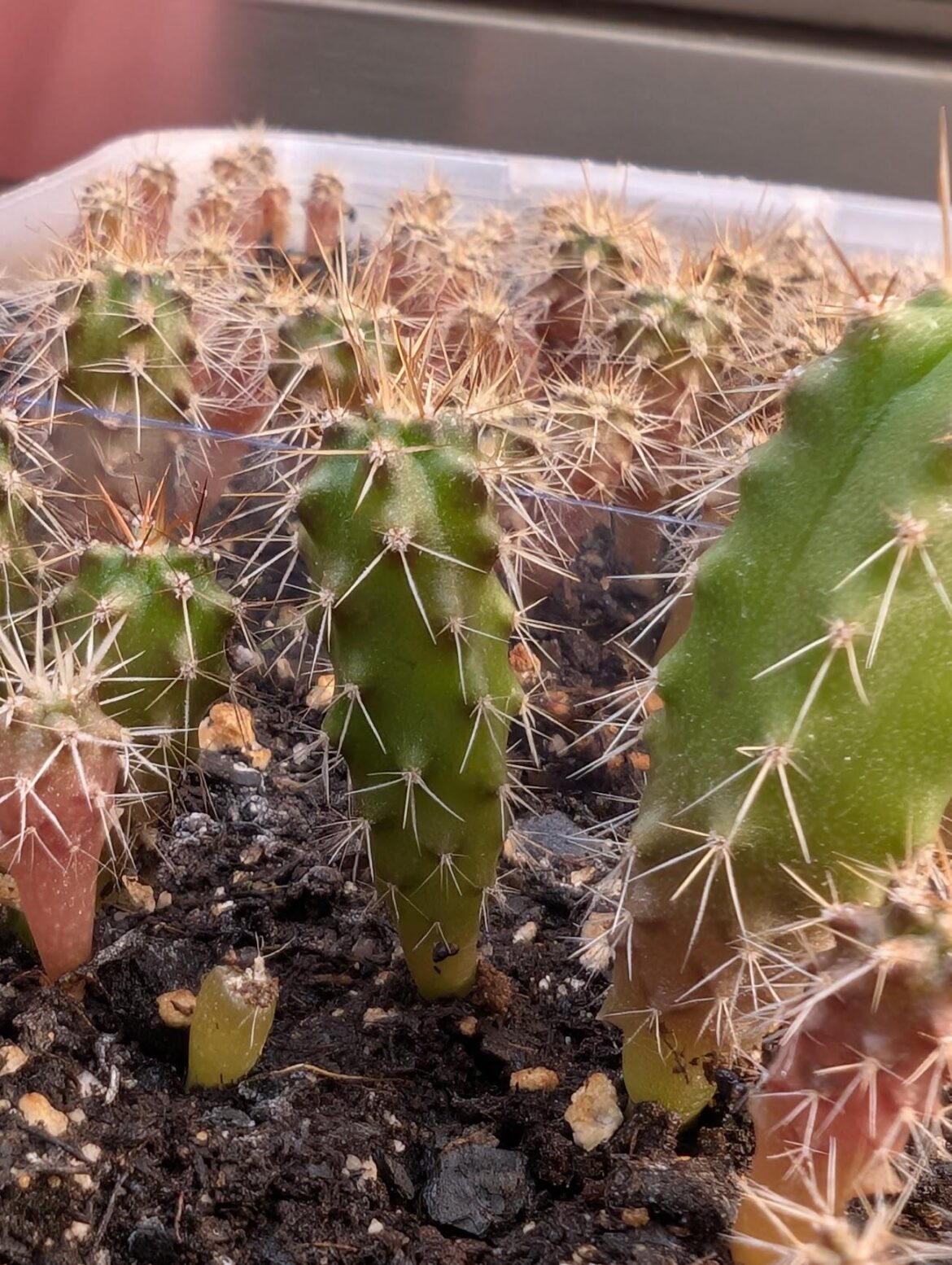 Do twisty seedlings typically turn into funky adults? Do twisty seedlings typically turn into funky adults?