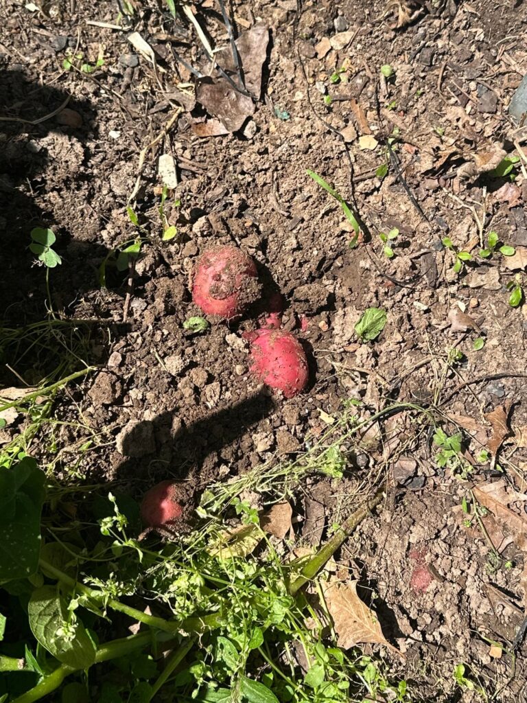 What’s growing in my backyard?