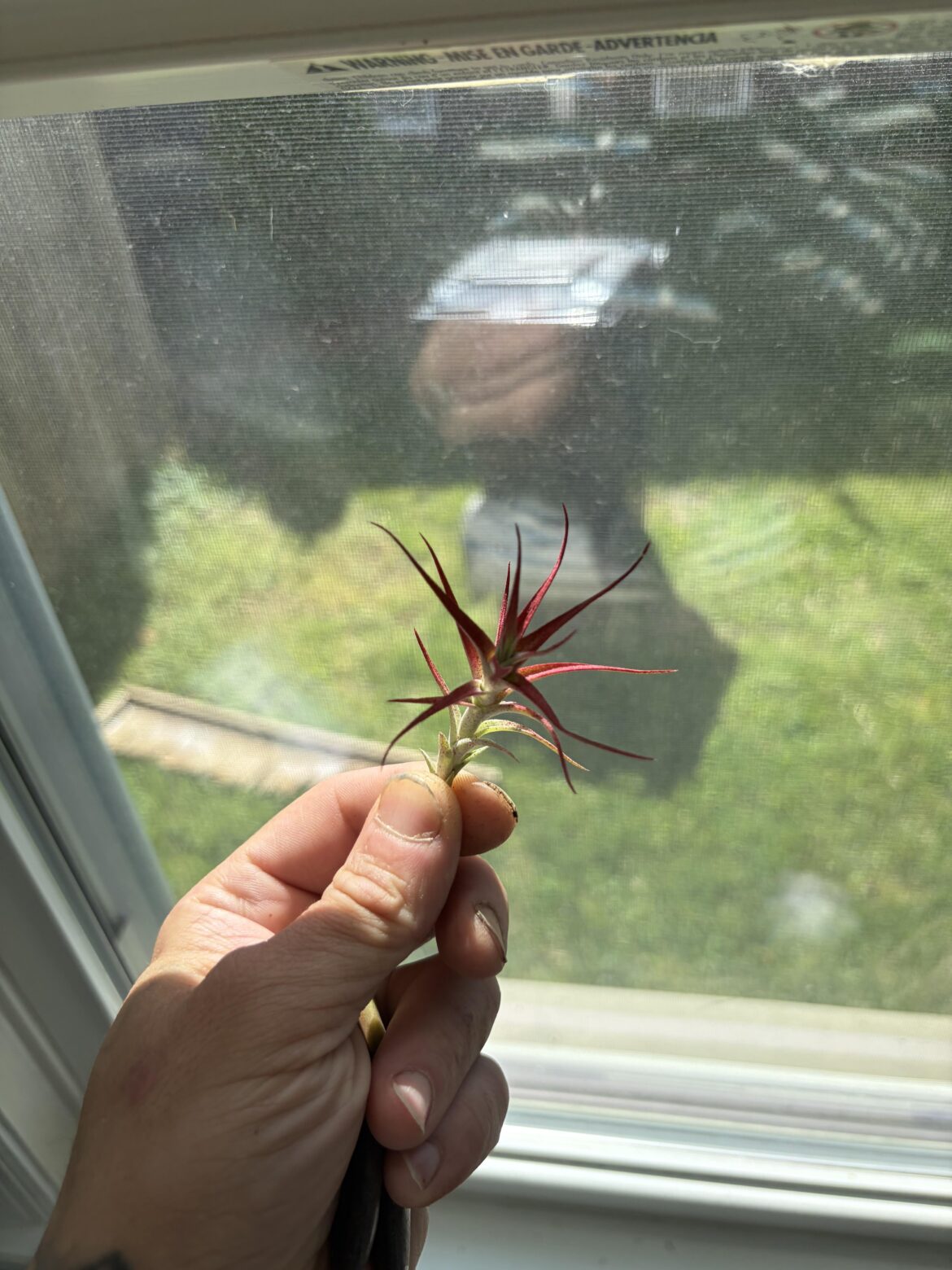 tillandsia "red spikes"