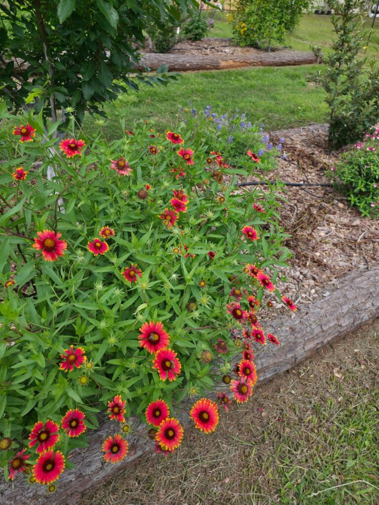 Planted natives between my fruit trees
