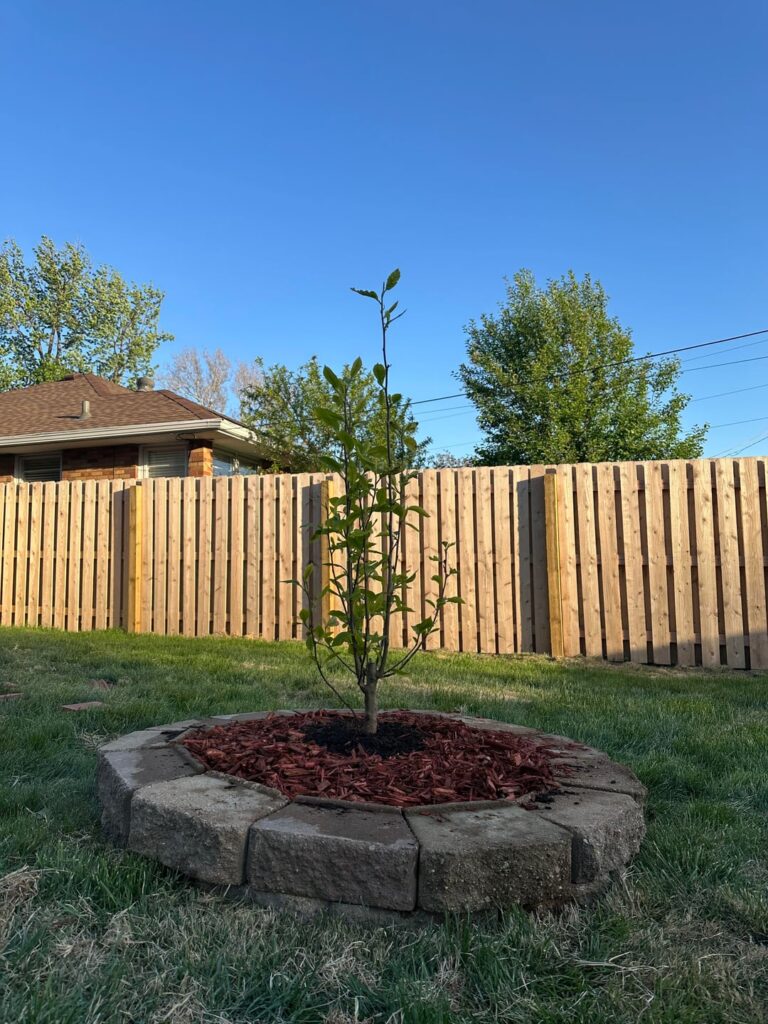 Newly Planted Trees Newly Planted Trees