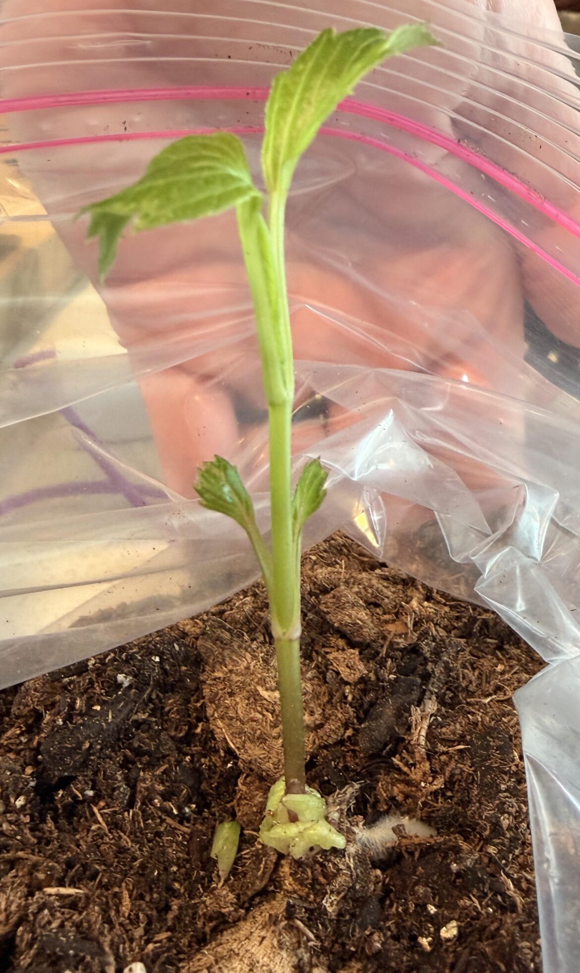 New to Dahlias – is this gall? New to Dahlias - is this gall?