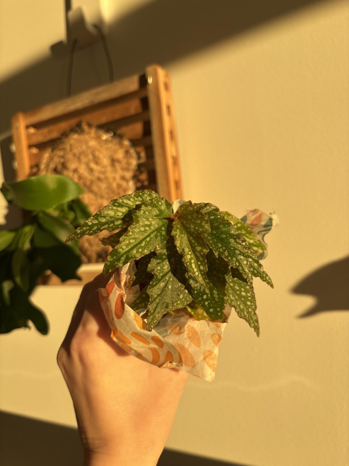 Got this from the botanical garden, not sure what kind it is?