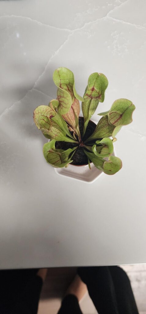 Repotting