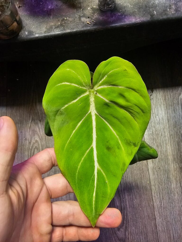Philodendron gloriosum or glorious?