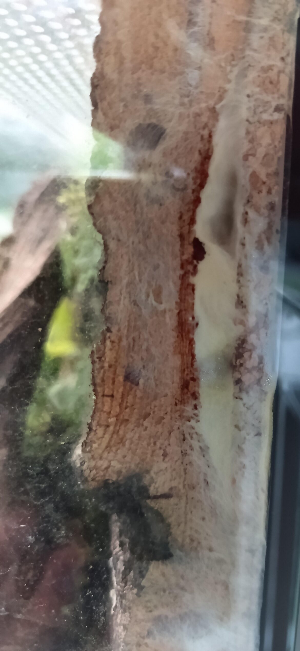 What is this yellow stuff/ mould in my Terrarium? What is this yellow stuff/ mould in my Terrarium?