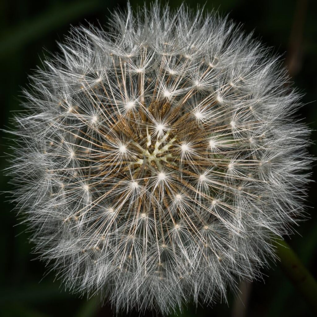 Closeups of the Dandelion's Fibonacci spirals