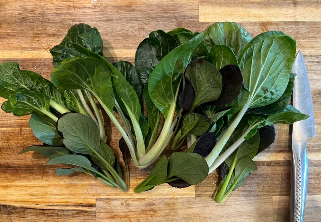Bok Choi Harvest for dinner