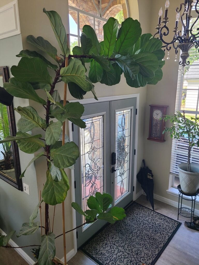 My aunt has a plant she named Frankenfig