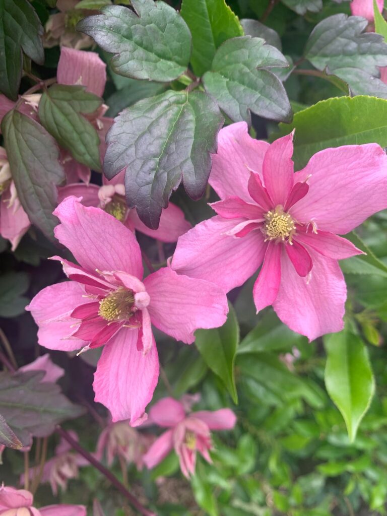 My clematis Montana Broughton Star